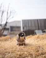 MABLE - FEMALE (PURCHASED by POUPAE) - Image 2