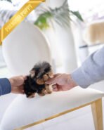 MAGGIE - FEMALE  (PURCHASED by YUKI) - Image 5