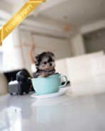 LUNA - FEMALE (PURCHASED by ESTHER) - Image 4