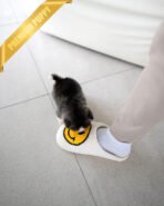 GRACIE - FEMALE (PURCHASED by KIM) - Image 5