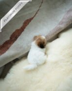 TAFFY - FEMALE (PURCHASED by DEDDY) - Image 6