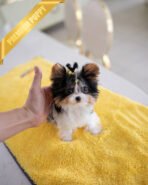 MILO - MALE (PURCHASED by ASHLEY) - Image 2