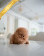 BUTTERS - MALE (PURCHASED by ANONYMOUS) - Image 2