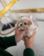 ANGUS - MALE (PURCHASED by JACQUELINE) - Image 4