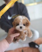 AUSTIN - MALE (PURCHASED by HIEP)