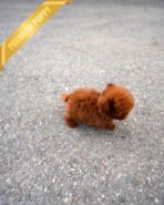 FELIX - MALE (PURCHASED by AHMAD) - Image 7