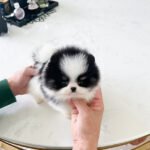 MOOMOO - FEMALE (PURCHASED by ROBERTA)