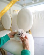 ENVI - MALE (PURCHASED by CLAUDIA) - Image 4