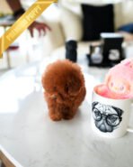 BERRY - FEMALE (PURCHASED by MARY) - Image 4