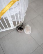 VICTORIA & DUCHESS - FEMALE - Image 5