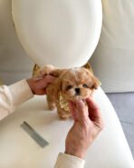 MUFFIN  - MALE (PURCHASE by LEE) - Image 2