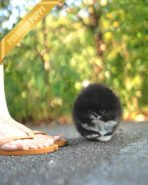 THOR - MALE (PURCHASED by GERARD)