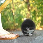 THOR - MALE (PURCHASED by GERARD)