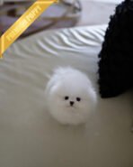 SNOWY - MALE (PURCHASED by ISAAC)