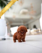 ROSIE - FEMALE (PURCHASED by GERARD) - Image 3