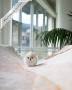 TIFFANY - FEMALE (PURCHASED by SONIA) - Image 4