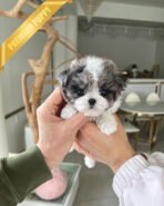 DOTTIE - FEMALE (PURCHASED by JAVIERA) - Image 2