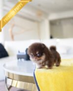 LYON - MALE (PURCHASED by EVI) - Image 3