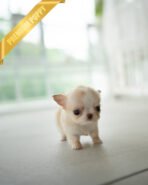 LOLA - FEMALE (PURCHASED by BETH) - Image 6