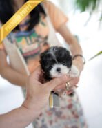 STELLA - FEMALE (PURCHASED by KIM) - Image 2