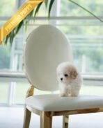 BEAU - MALE (PURCHASED by APURVA) - Image 5