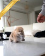 CHESTER - MALE (PURCHASED by HWANG)