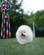 KYLE - MALE (PURCHASED by DIANA) - Image 2