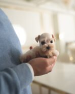 BIANCA - FEMALE (PURCHASED by ANA) - Image 3