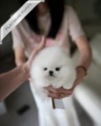 PUFFIN - FEMALE (PURCHASED by LILLIANE)