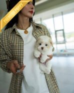 ZEPHYR  - MALE (PURCHASED by RUTH) - Image 3