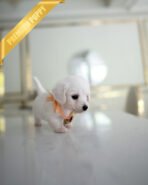 MINNIE - FEMALE (PURCHASED by ERKAN) - Image 2