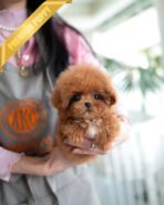 JESSICA - FEMALE (PURCHASED by MARIE)