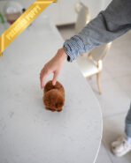 SIMON - MALE (PURCHASED by LOUIE) - Image 6