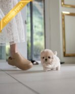 EWAN - MALE (PURCHASED by ABDULLAH)