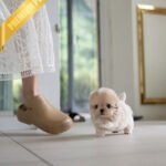 EWAN - MALE (PURCHASED by ABDULLAH)