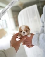 BREANA - FEMALE (PURCHASED by ROKHSAREH) - Image 2