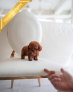 SIMON - MALE (PURCHASED by MARIO) - Image 4