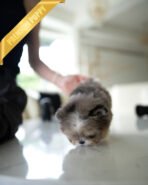 BENTLEY - MALE (PURCHASED by HEATHER) - Image 3