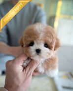 MARCO - MALE (PURCHASED by NAPAVILAI)