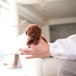 JENNIE - FEMALE (PURCHASED by TESSA)