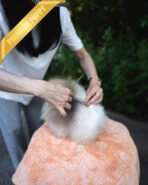 SANDY - MALE (PURCHASED by JOSELYN) - Image 5