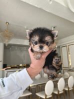 TOBY - MALE (PURCHASED by TESSA) - Image 3