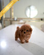 ISABELLA - FEMALE (PURCHASED by DEVIN) - Image 2