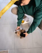 NEW BABIES - FEMALE (PURCHASED by ELISE & CYNTHIA) - Image 8