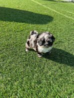 HUGO - MALE (PURCHASED by CHEVY & CHALlSA) - Image 8