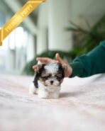 BRUNO - MALE (PURCHASED by NATASHA) - Image 3