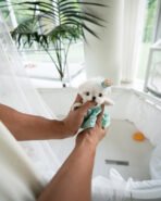 LEWIS - MALE (PURCHASED by KEN)