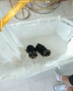 STELLA & COOPER - FEMALE & MALE - Image 6