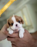 CHARLOTTE - FEMALE (PURCHASED by HEIDI) - Image 3