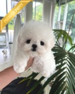 DUSTIN - MALE (PURCHASED by ROBERTO) - Image 2